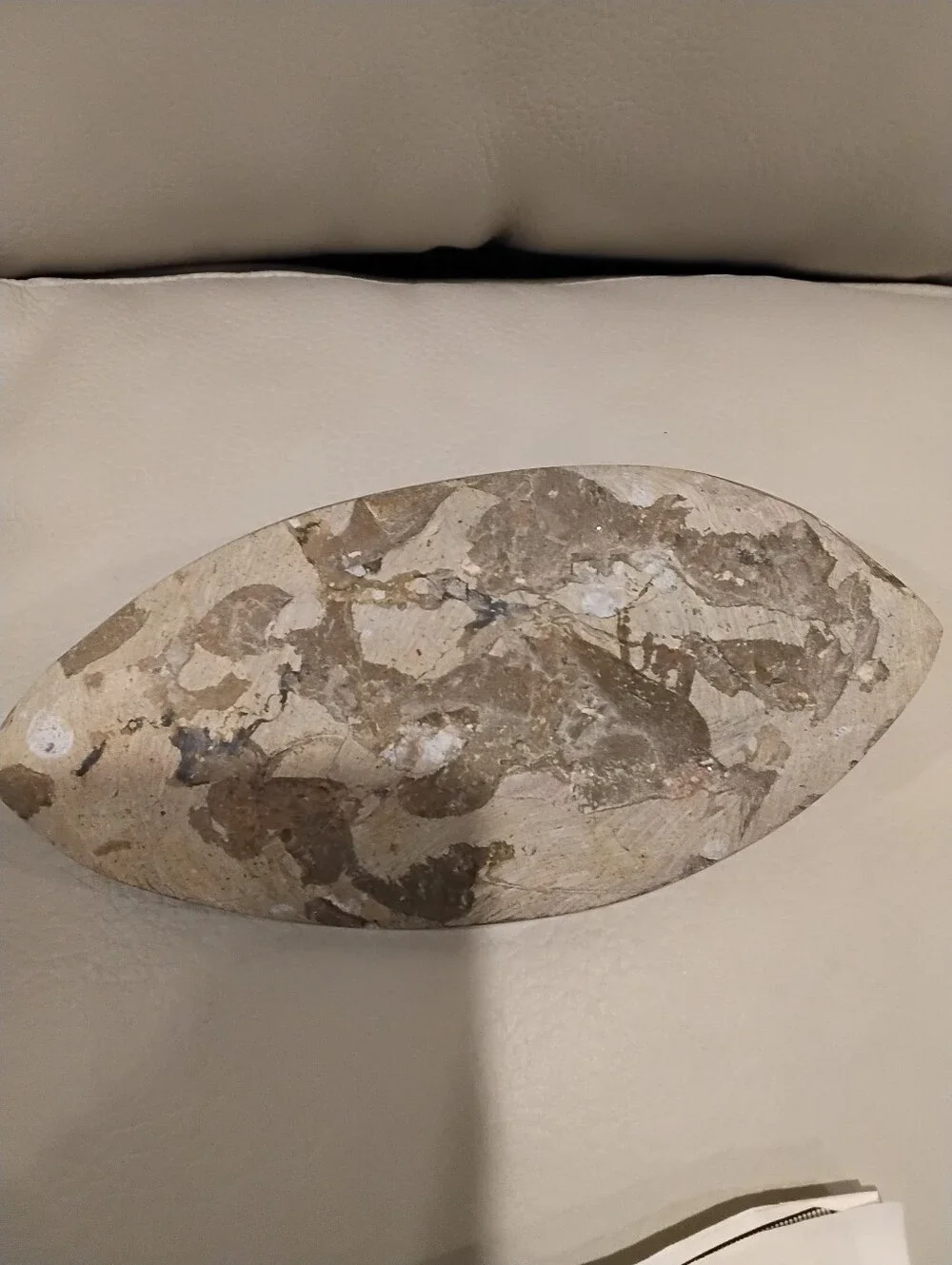 Vintage Orthoceras Fossil Paperweight Firm Price